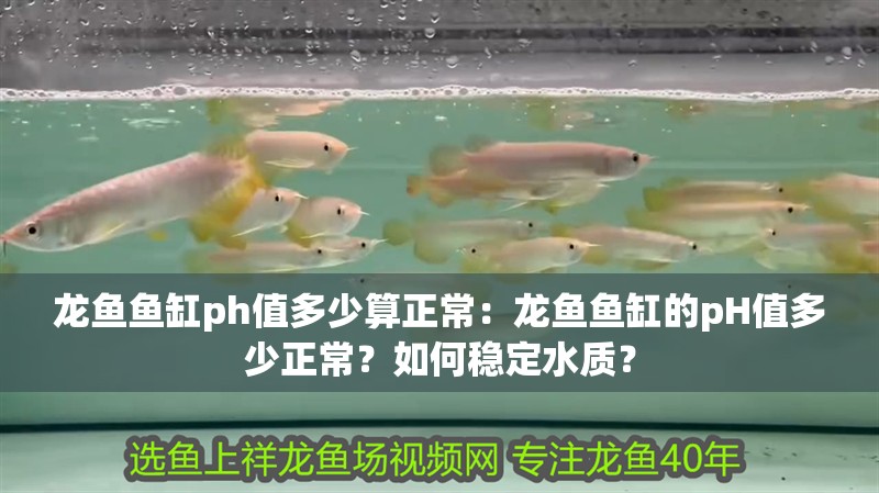 龍魚魚缸ph值多少算正常：龍魚魚缸的pH值多少正常？如何穩定水質？