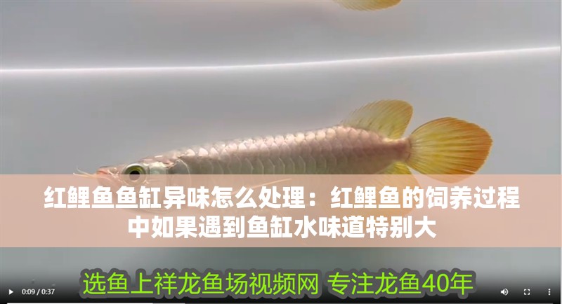 紅鯉魚魚缸異味怎么處理：紅鯉魚的飼養(yǎng)過程中如果遇到魚缸水味道特別大