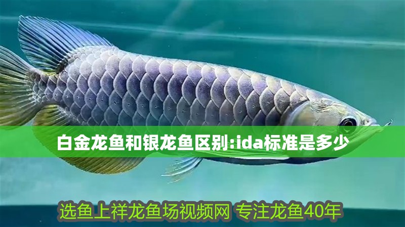 白金龍魚和銀龍魚區別:ida標準是多少