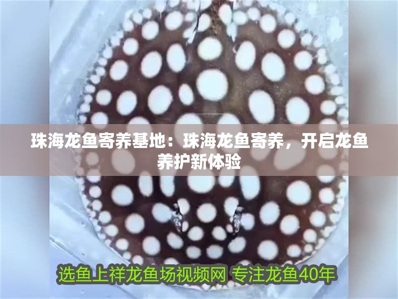 珠海龍魚(yú)寄養(yǎng)基地：珠海龍魚(yú)寄養(yǎng)，開(kāi)啟龍魚(yú)養(yǎng)護(hù)新體驗(yàn)