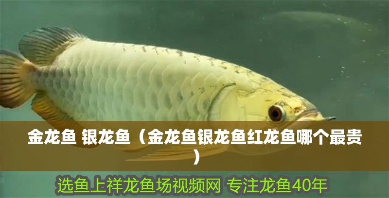 金龍魚 銀龍魚（金龍魚銀龍魚紅龍魚哪個最貴）