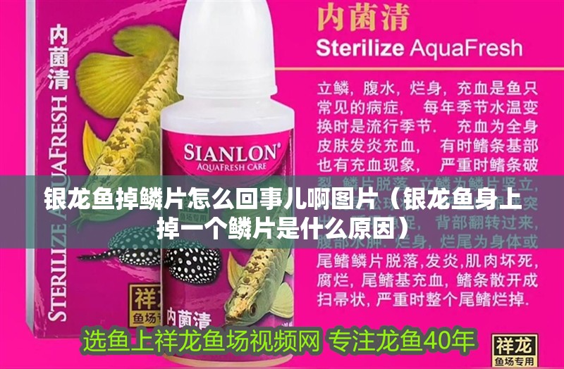 魚缸過濾器選購指南:自制魚缸過濾器魚缸上置過濾器對于養(yǎng)魚愛好者的必備知識 銀龍魚掉鱗片怎么回事兒啊圖片(銀龍魚身上掉一個(gè)鱗片是什么原因) 銀龍魚百科 銀龍魚掉鱗片怎么回事兒啊圖片(銀龍魚身上掉一個(gè)鱗片是什么原因) 銀龍魚掉鱗片怎么回事兒啊圖片(銀龍魚身上掉一個(gè)鱗片是什么原因) 銀龍魚百科