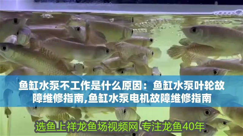 魚缸水泵不工作是什么原因：魚缸水泵葉輪故障維修指南,魚缸水泵電機故障維修指南 魚缸水泵不工作是什么原因：魚缸水泵葉輪故障維修指南,魚缸水泵電機故障維修指南 魚缸百科