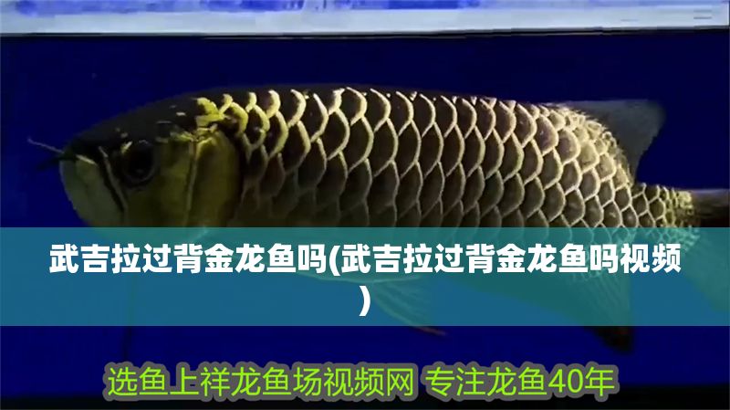 武吉拉過背金龍魚嗎(武吉拉過背金龍魚嗎視頻) 武吉拉過背金龍魚嗎(武吉拉過背金龍魚嗎視頻) 金龍魚百科 第1張