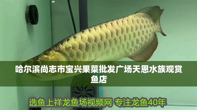 哈爾濱尚志市寶興果菜批發(fā)廣場天恩水族觀賞魚店