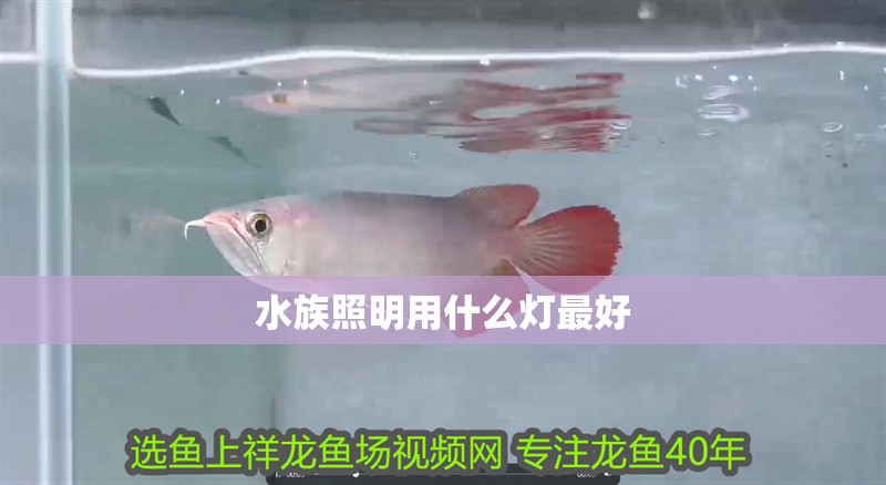 水族照明用什么燈最好