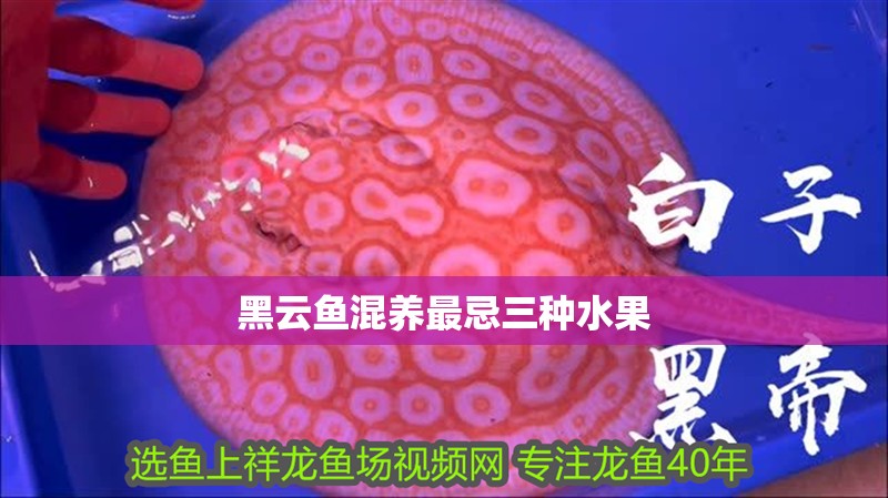 龍魚干蝦有營養嗎 黑云魚混養最忌三種水果 龍魚論壇 黑云魚混養最忌三種水果 黑云魚混養最忌三種水果 龍魚論壇