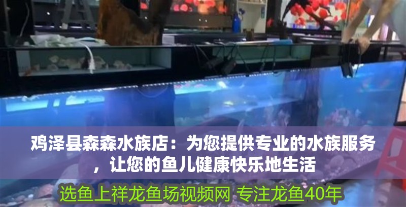 雞澤縣森森水族店：為您提供專業的水族服務，讓您的魚兒健康快樂地生活
