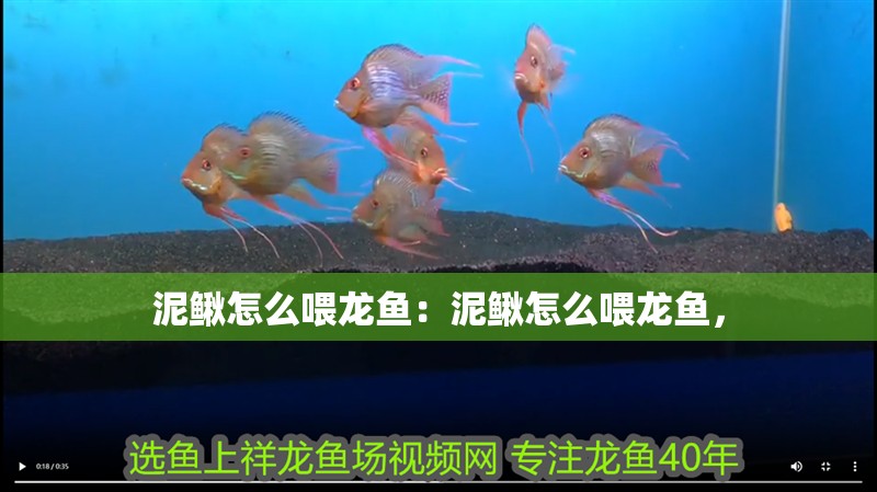 泥鰍怎么喂龍魚：泥鰍怎么喂龍魚，