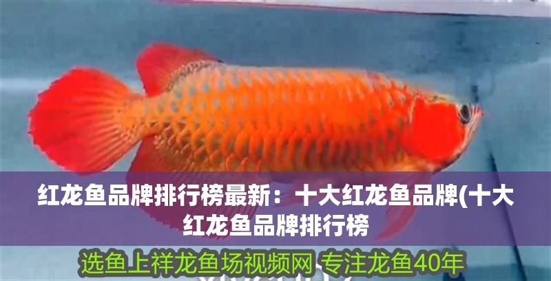 紅龍魚品牌排行榜最新：十大紅龍魚品牌(十大紅龍魚品牌排行榜