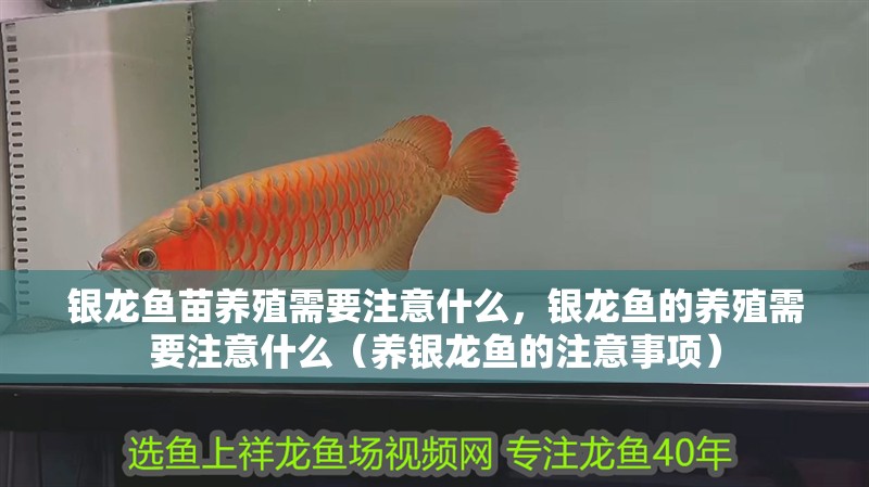 銀龍魚苗養殖需要注意什么，銀龍魚的養殖需要注意什么（養銀龍魚的注意事項）