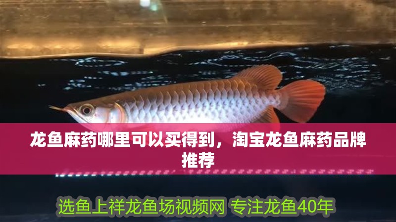 龍魚麻藥哪里可以買得到，淘寶龍魚麻藥品牌推薦