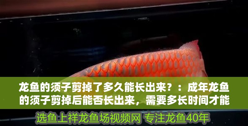 龍魚的須子剪掉了多久能長出來？：成年龍魚的須子剪掉后能否長出來，需要多長時間才能長出來