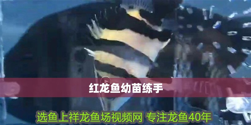 紅龍魚幼苗練手