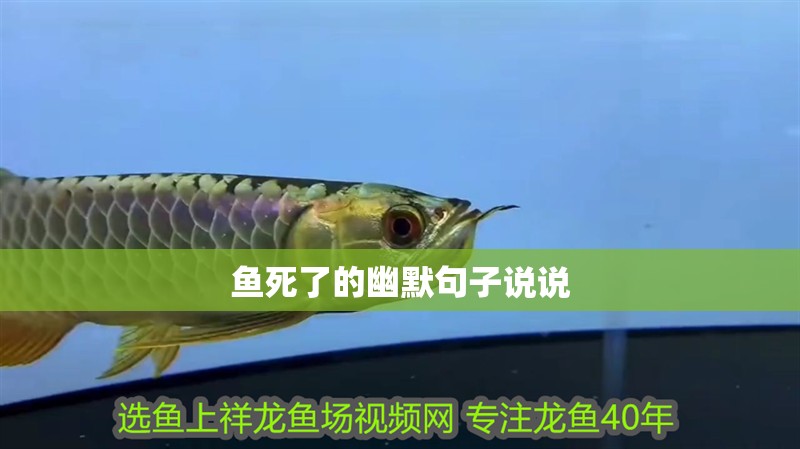 魚死了的幽默句子說說 魚死了的幽默句子說說 龍魚論壇