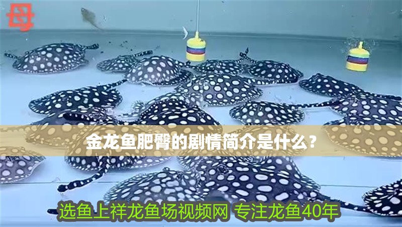 銀龍魚的飼養(yǎng)方法和配料表圖片（銀龍魚飼養(yǎng)方法及注意事項）