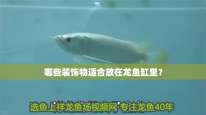 哪些裝飾物適合放在龍魚缸里？