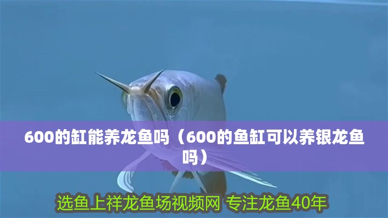600的缸能養龍魚嗎（600的魚缸可以養銀龍魚嗎）
