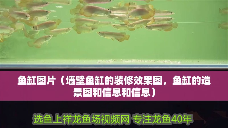 魚缸圖片（墻壁魚缸的裝修效果圖，魚缸的造景圖和信息和信息）