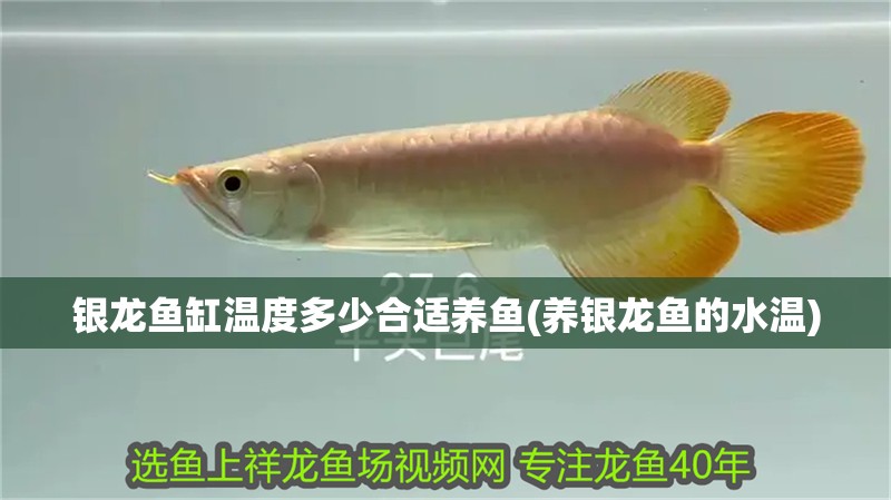 銀龍魚缸溫度多少合適養(yǎng)魚(養(yǎng)銀龍魚的水溫)