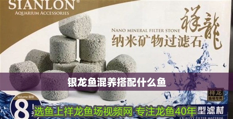 銀龍魚混養(yǎng)搭配什么魚