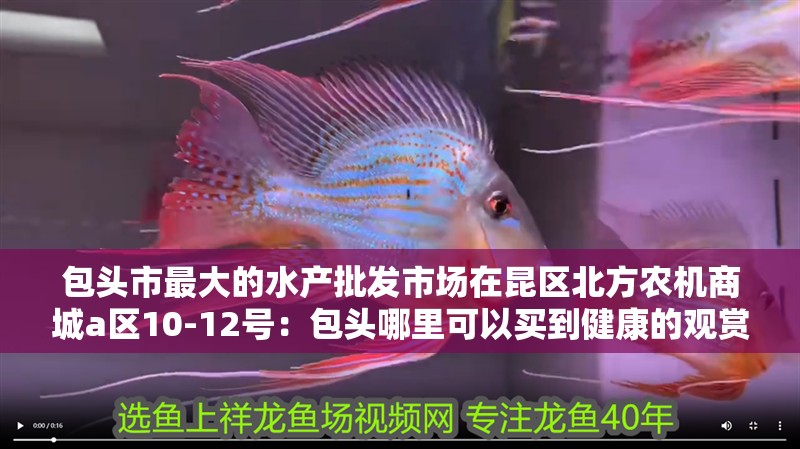 魚缸用增氧泵價格是多少:魚缸增氧機-xtrac增氧機-xtrac增氧機 包頭市最大的水產(chǎn)批發(fā)市場在昆區(qū)北方農(nóng)機商城a區(qū)10-12號:包頭哪里可以買到健康的觀賞魚? 魚缸百科 包頭市最大的水產(chǎn)批發(fā)市場在昆區(qū)北方農(nóng)機商城a區(qū)10-12號:包頭哪里可以買到健康的觀賞魚? 包頭市最大的水產(chǎn)批發(fā)市場在昆區(qū)北方農(nóng)機商城a區(qū)10-12號:包頭哪里可以買到健康的觀賞魚? 魚缸百科