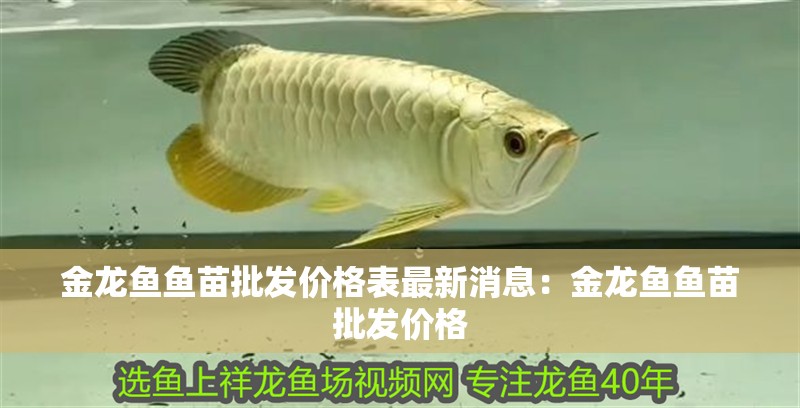 金龍魚魚苗批發價格表最新消息：金龍魚魚苗批發價格