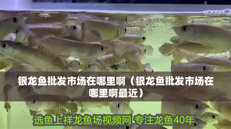 銀龍魚批發市場在哪里啊（銀龍魚批發市場在哪里啊最近）