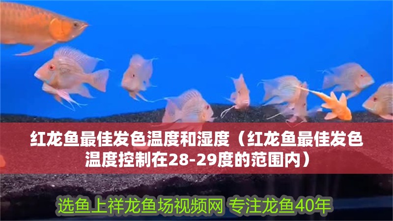 紅龍魚最佳發色溫度和濕度（紅龍魚最佳發色溫度控制在28-29度的范圍內） 紅龍魚最佳發色溫度和濕度（紅龍魚最佳發色溫度控制在28-29度的范圍內） 龍魚百科