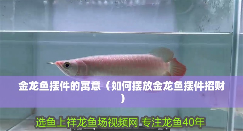 金龍魚擺件的寓意（如何擺放金龍魚擺件招財）