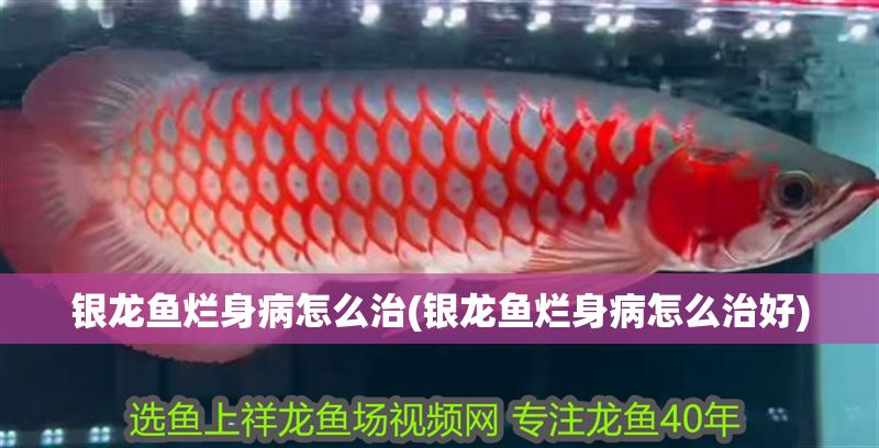 銀龍魚爛身病怎么治(銀龍魚爛身病怎么治好)