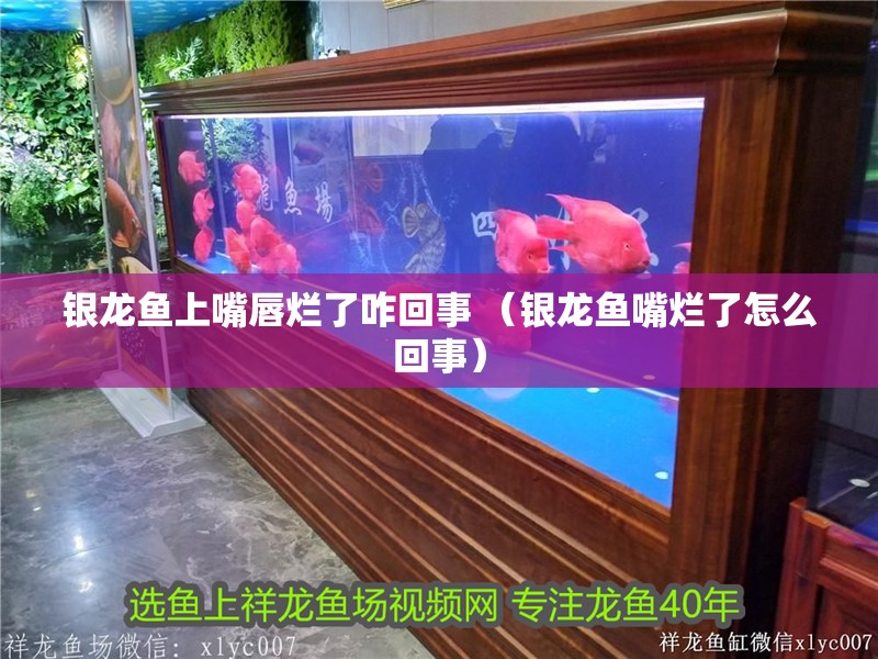 銀龍魚上嘴唇爛了咋回事 （銀龍魚嘴爛了怎么回事）