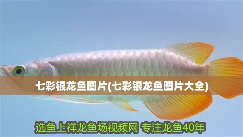 七彩銀龍魚圖片(七彩銀龍魚圖片大全) 七彩銀龍魚圖片(七彩銀龍魚圖片大全) 銀龍魚百科