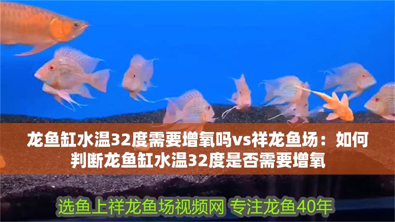 龍魚缸水溫32度需要增氧嗎vs祥龍魚場:如何判斷龍魚缸水溫32度是否需要增氧 vs祥龍魚場 第1張 龍魚缸水溫32度需要增氧嗎vs祥龍魚場:如何判斷龍魚缸水溫32度是否需要增氧 龍魚缸水溫32度需要增氧嗎vs祥龍魚場:如何判斷龍魚缸水溫32度是否需要增氧 vs祥龍魚場 第1張