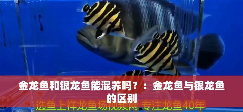 金龍魚和銀龍魚能混養(yǎng)嗎？：金龍魚與銀龍魚的區(qū)別