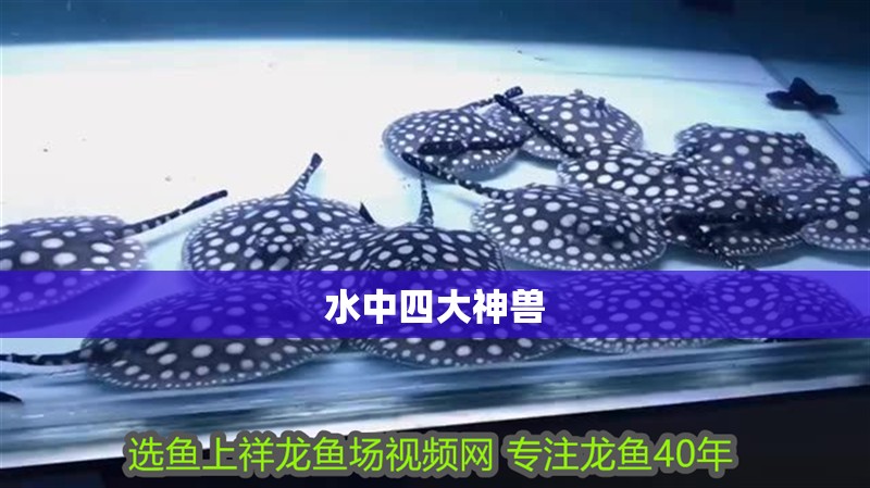 水中四大神獸 水中四大神獸 龍魚論壇