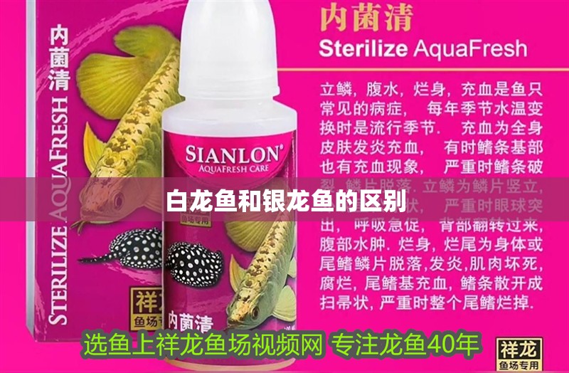 白龍魚和銀龍魚的區別