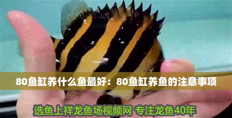 80魚缸養什么魚最好：80魚缸養魚的注意事項