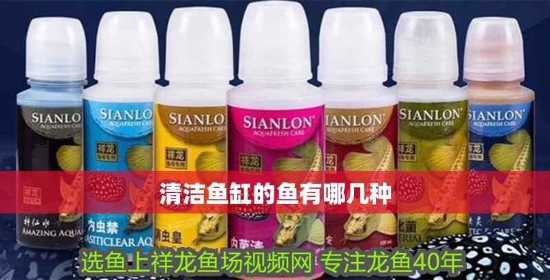 清潔魚(yú)缸的魚(yú)有哪幾種