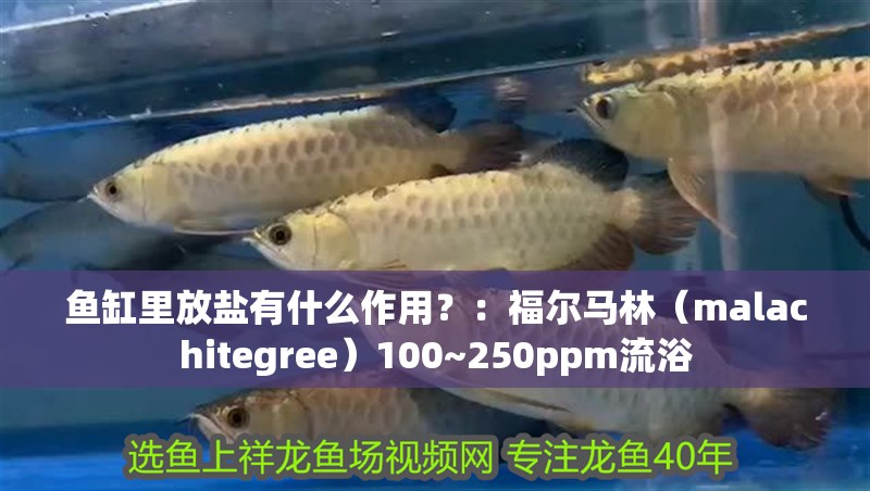 魚缸里放鹽有什么作用？：福爾馬林（malachitegree）100~250ppm流浴 魚缸里放鹽有什么作用？：福爾馬林（malachitegree）100~250ppm流浴 魚缸百科