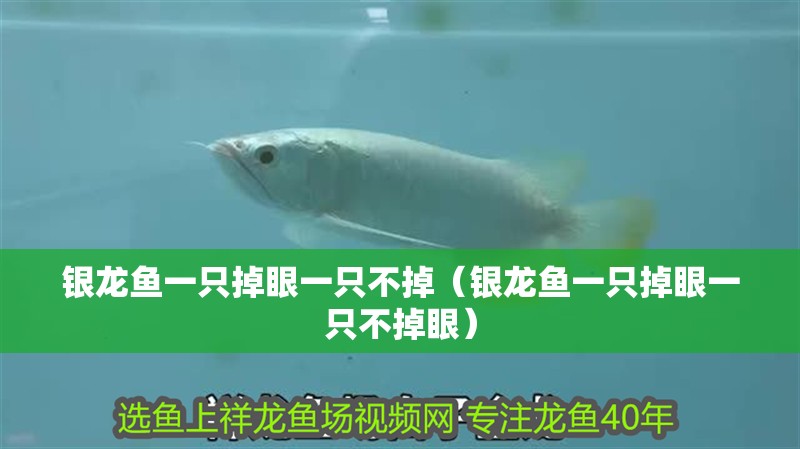 銀龍魚一只掉眼一只不掉（銀龍魚一只掉眼一只不掉眼）