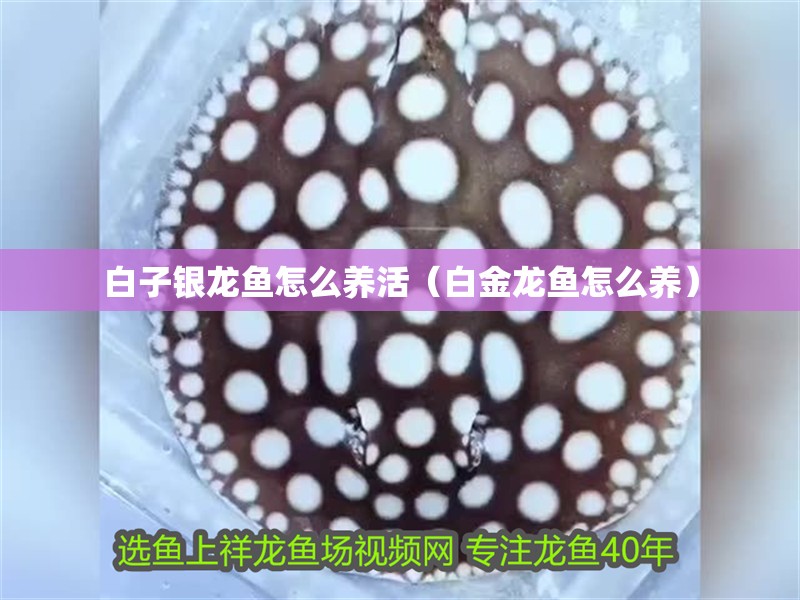 白子銀龍魚怎么養活（白金龍魚怎么養）