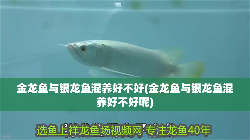 金龍魚與銀龍魚混養好不好(金龍魚與銀龍魚混養好不好呢)