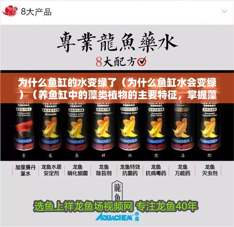 為什么魚缸的水變綠了（為什么魚缸水會變綠）（養(yǎng)魚缸中的藻類植物的主要特征，掌握藻類植物的主要特征）