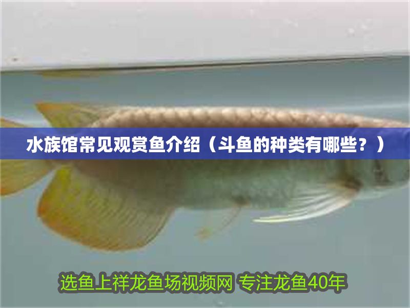 水族館常見觀賞魚介紹（斗魚的種類有哪些？） 水族館常見觀賞魚介紹（斗魚的種類有哪些？） 水族館百科（水族館加盟） 第1張
