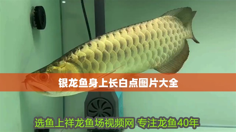 銀龍魚身上長白點圖片大全