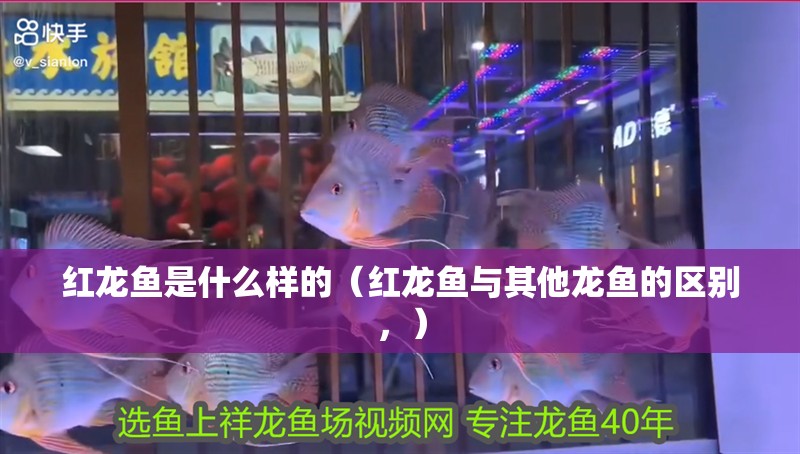 紅龍魚是什么樣的（紅龍魚與其他龍魚的區(qū)別，）