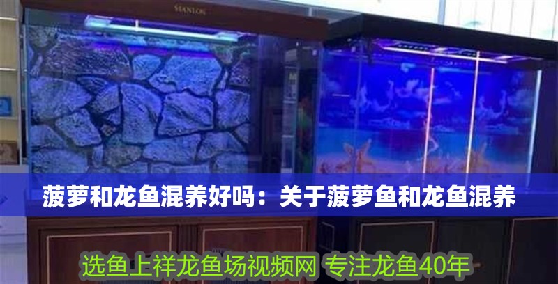 菠蘿和龍魚混養(yǎng)好嗎：關(guān)于菠蘿魚和龍魚混養(yǎng)