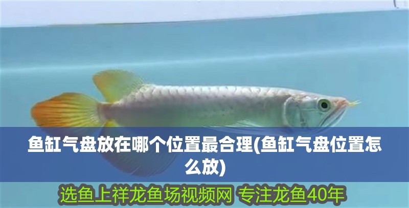 魚缸氣盤放在哪個位置最合理(魚缸氣盤位置怎么放)