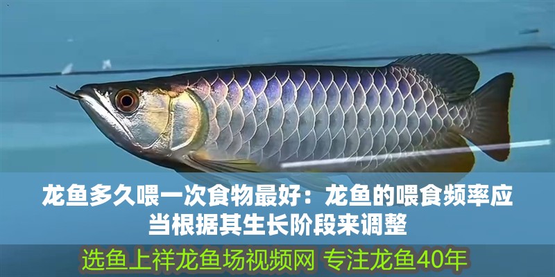 龍魚多久喂一次食物最好：龍魚的喂食頻率應(yīng)當(dāng)根據(jù)其生長階段來調(diào)整